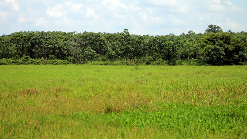 laguna